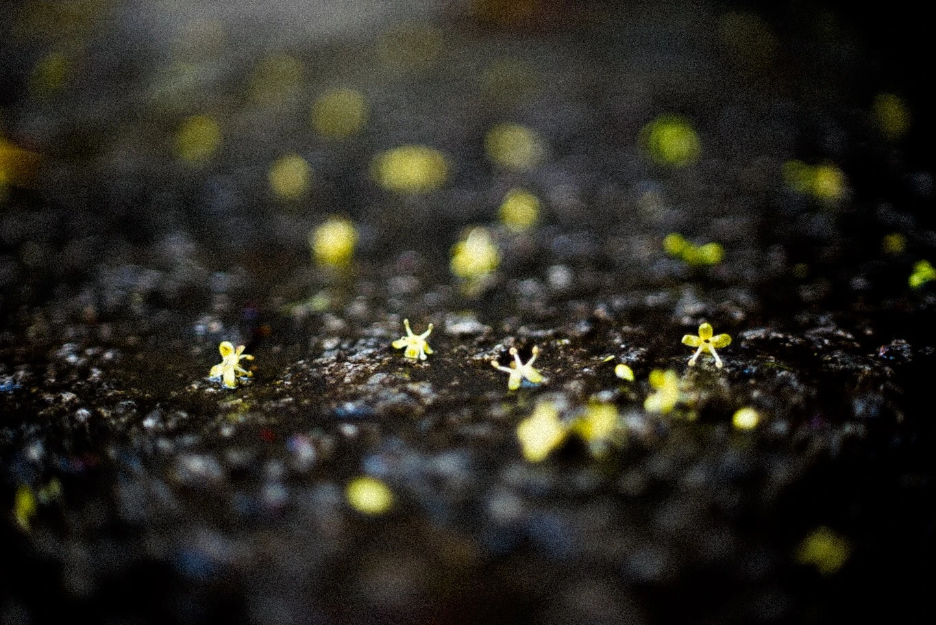 Snapshot — Makino Shota