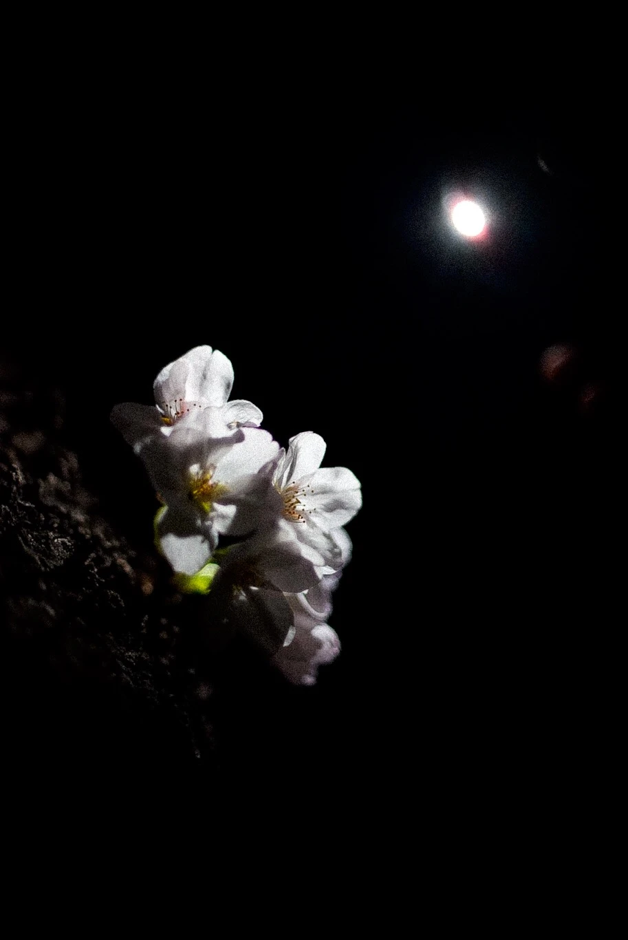 Snapshot — Makino Shota