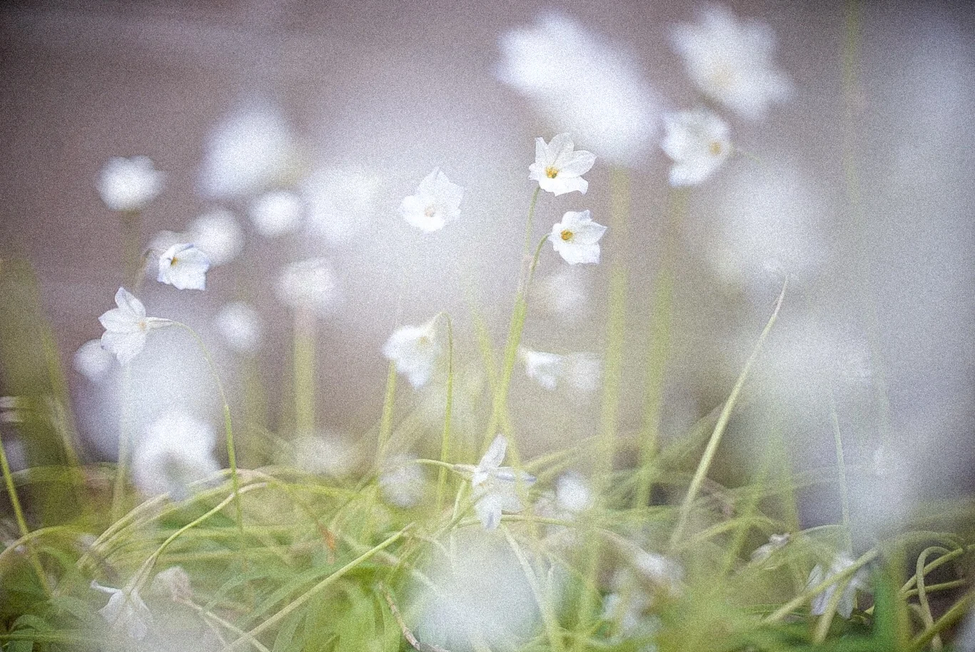 Snapshot #20 — Makino Shota