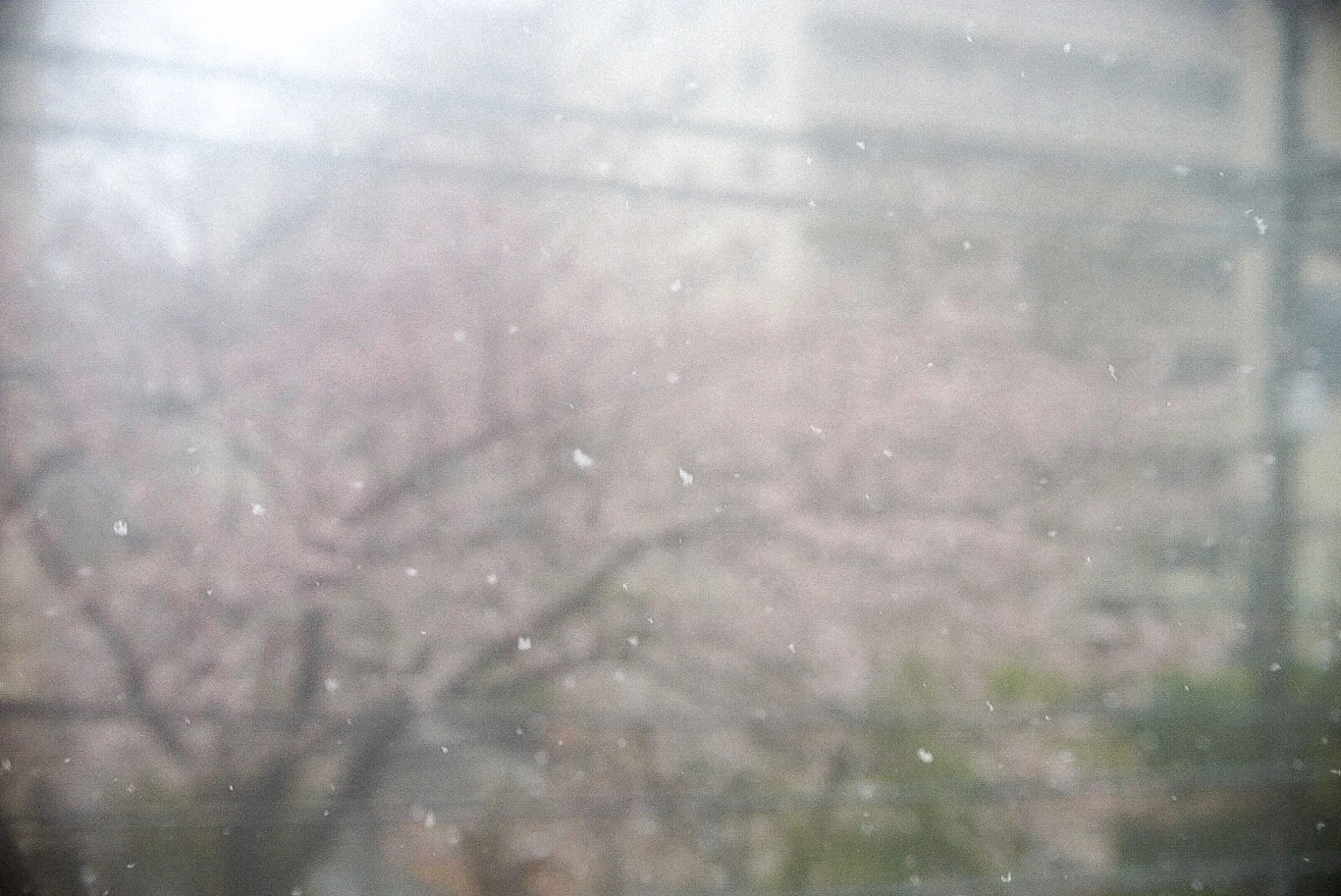 Snapshot — Makino Shota