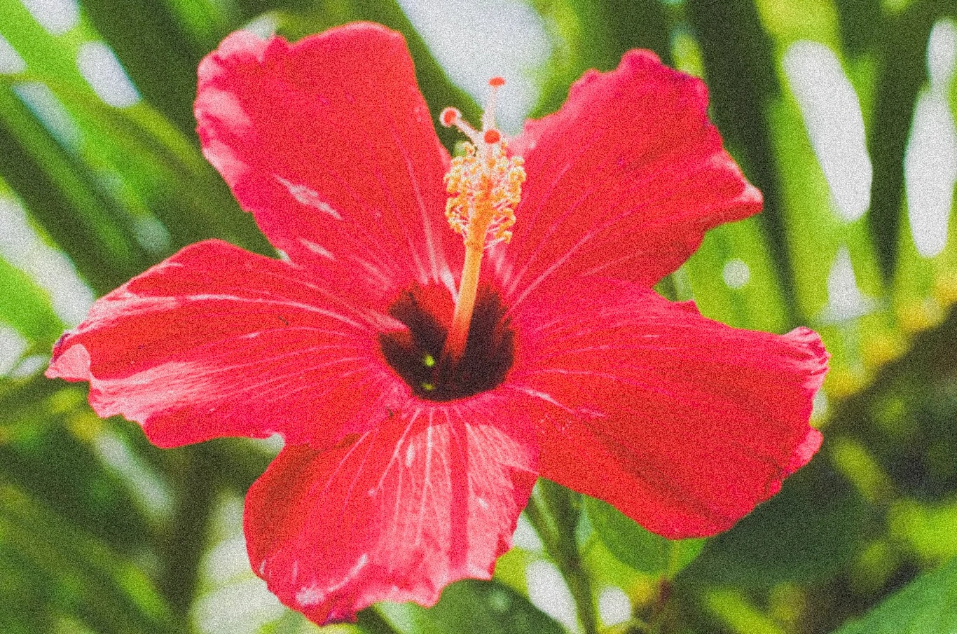 Snapshot — Makino Shota