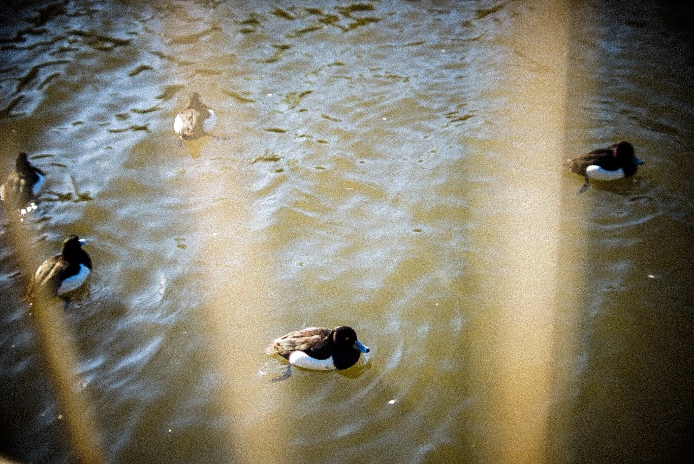 Snapshot — Makino Shota
