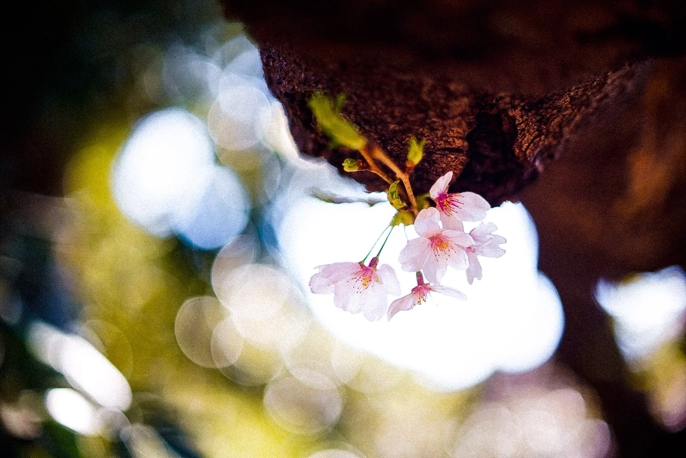 Snapshot #37 — Makino Shota