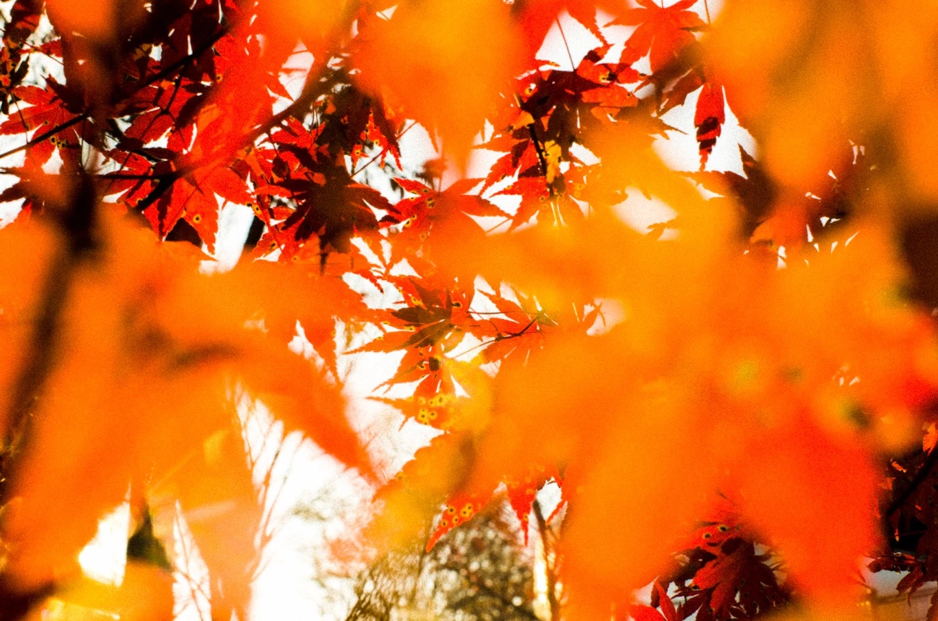 Snapshot — Makino Shota